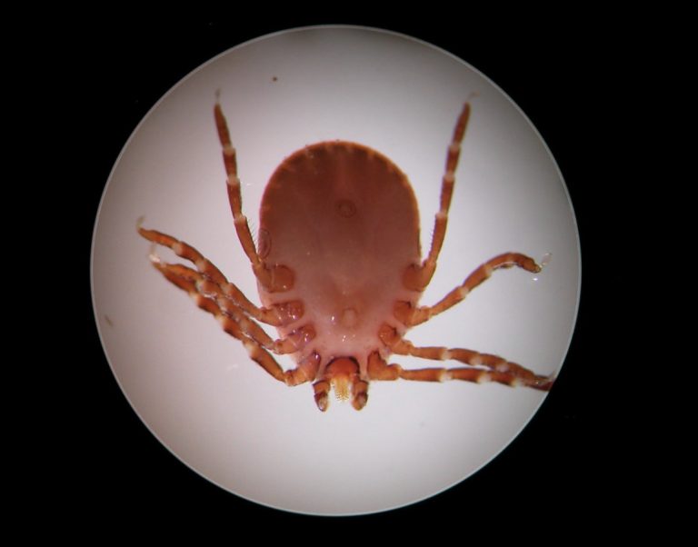 Cattle producers urged to monitor cattle for ticks; take preventative measures