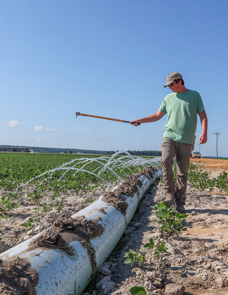 Drought forcing Arkansas farmers to make hard choices between crops 
