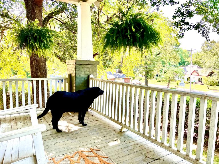 Dog Days of Summer Are Upon Us