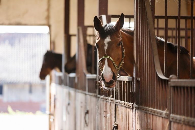 4 Things To Consider When Building Your Horse Barn