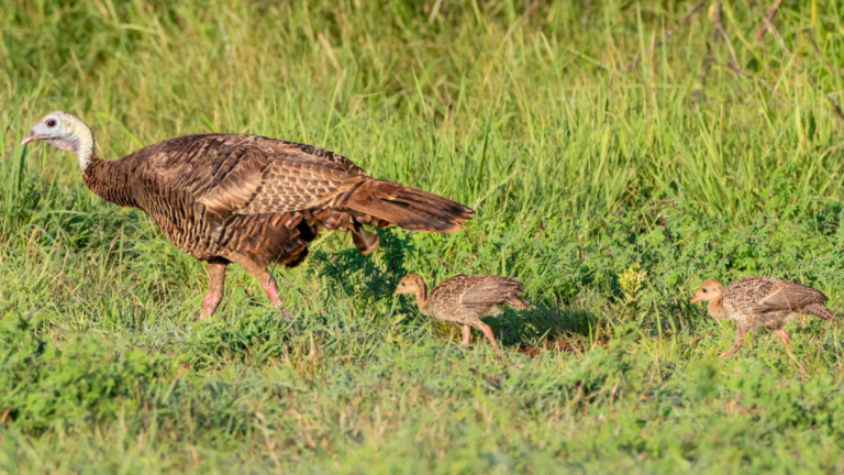Help Guide Future Habitat Work for Arkansas’s Quail and Turkey Populations