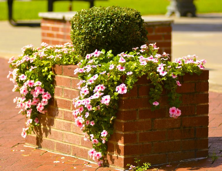 Master Gardeners to host plant sales around Arkansas