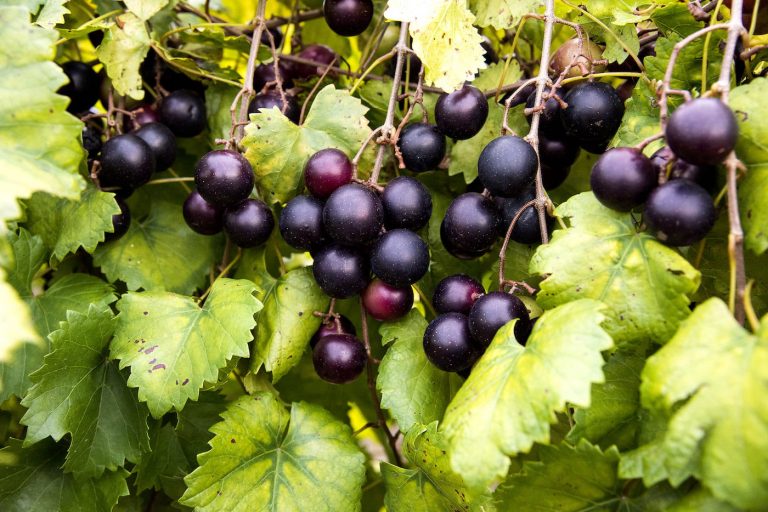 Muscadine Grape Workshop and Field Day Set for Sept. 19 in Clarksville