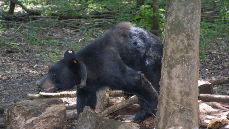 Collared bear, deer OK to harvest 