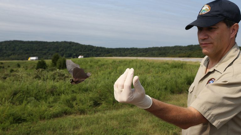Special week provides chance to better understand, appreciate bats 