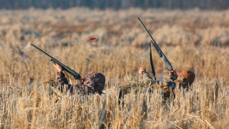 AGFC asks hunters to report signs of avian influenza