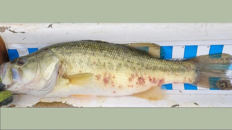 Cool water changes complexion of bass, other sport fish