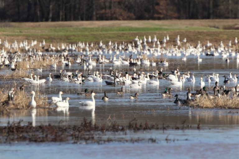 While Out, Be Vigilant with Avian Flu