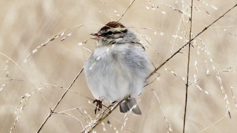 123rd annual Christmas Bird Count begins Dec. 14