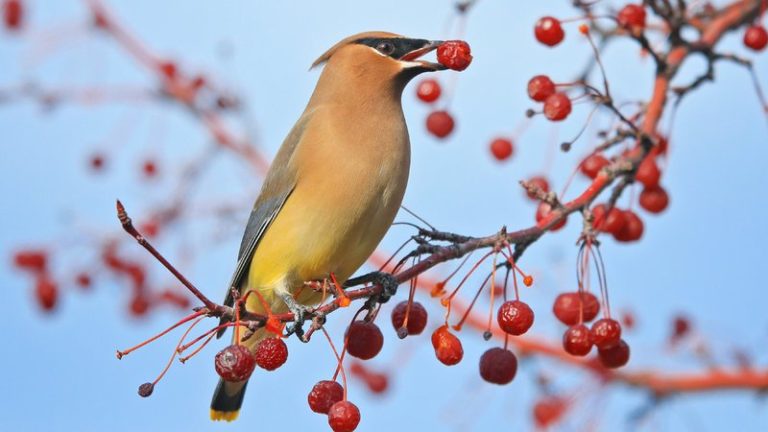 Cedar waxwings grace gardens throughout winter in The Natural State