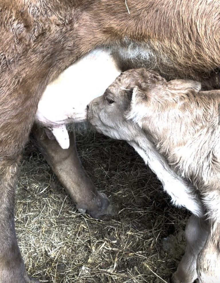 Cold comfort: Ensuring a newborn calf’s survival during a sleet storm