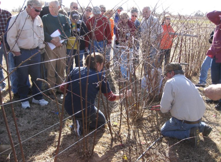 Learn the art of pruning for specialty crops at Fruit Research Station workshop