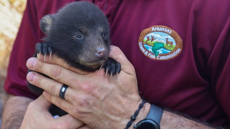 Bear den surveys reflect influence of summer drought 