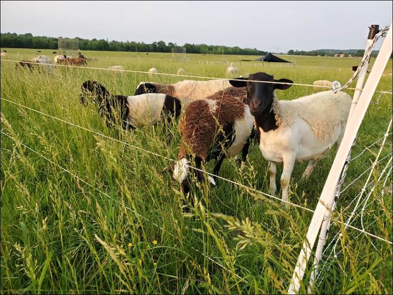 Red clover extract improved food intake of sheep on toxic tall fescue