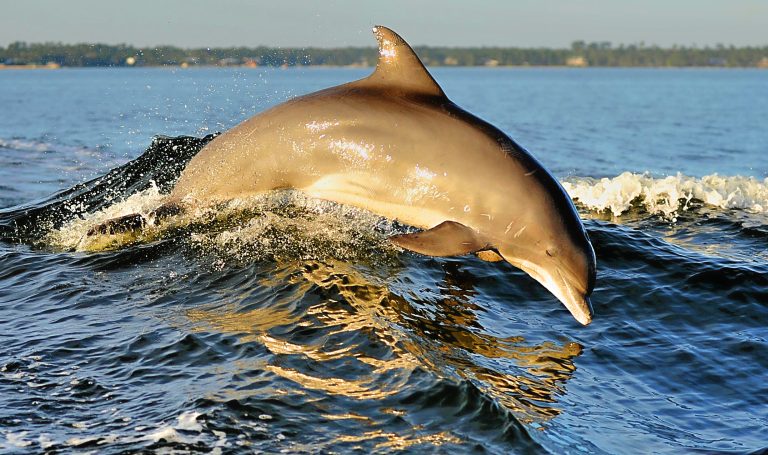 Summer Vacation Idea: You’ll Flip Over the Gulf Shores Dolphin Cruise!