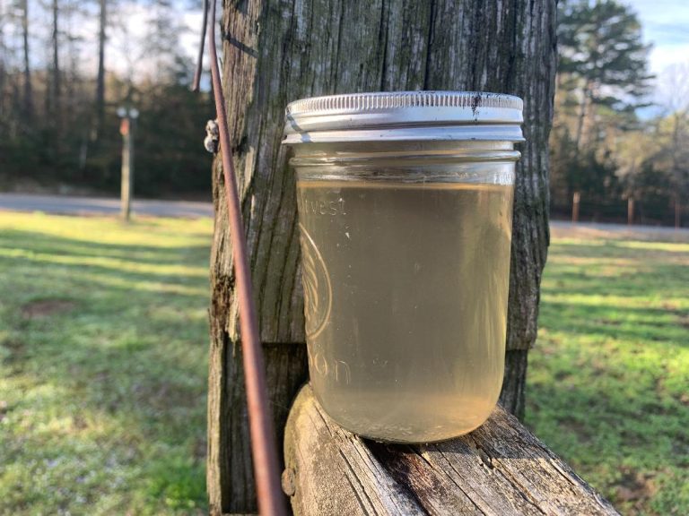 Dandelion Jelly