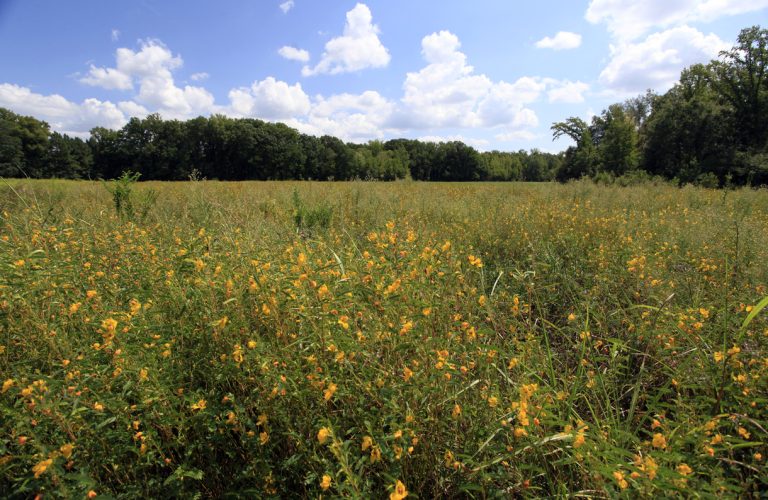 Make No Mow May the First Step to Grow Native for Wildlife