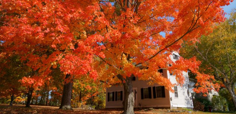 Common Trees That Will Look Great in Your Yard