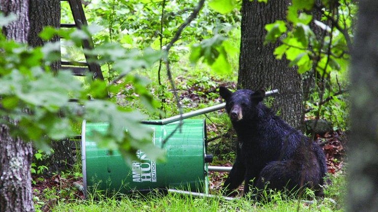 Avoid an un-bear-able situation
