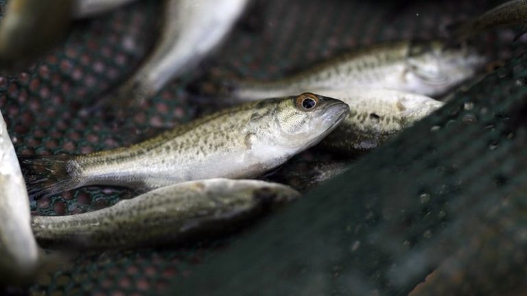 AGFC adds new crop of Florida bass to Lake Ouachita 