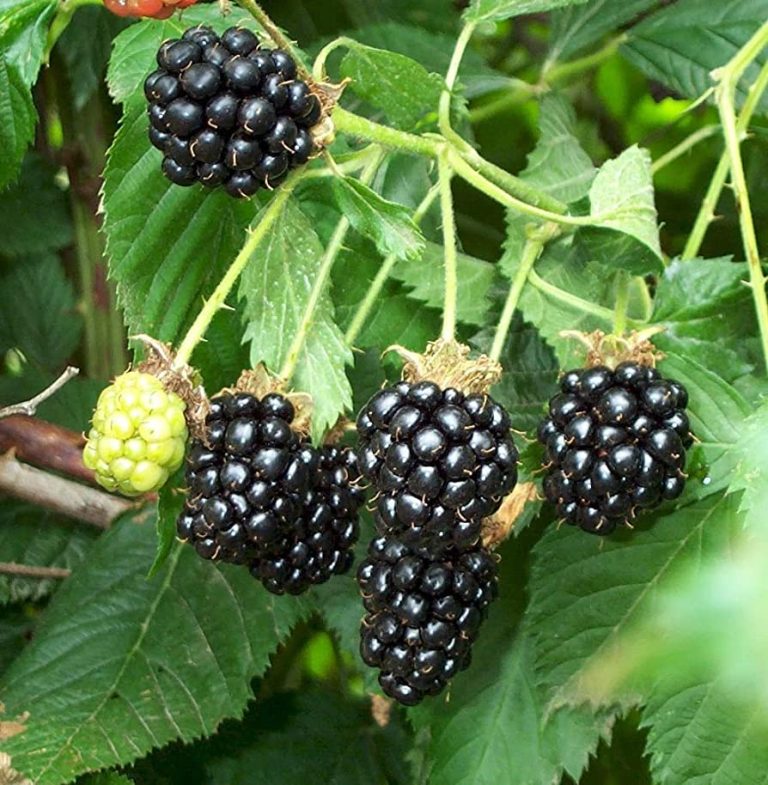 ‘Early Bird’ Blackberry Season