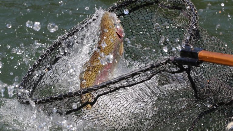 Help Trout Keep Their Cool This Summer