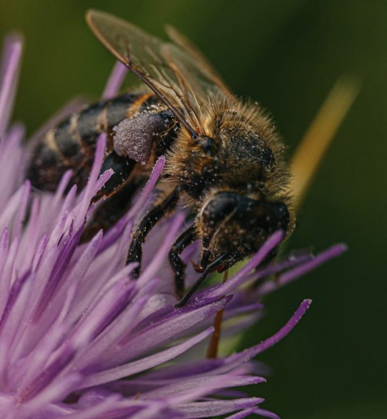 Researchers trace ancestry of Arkansas honeybees to original ‘colonists’
