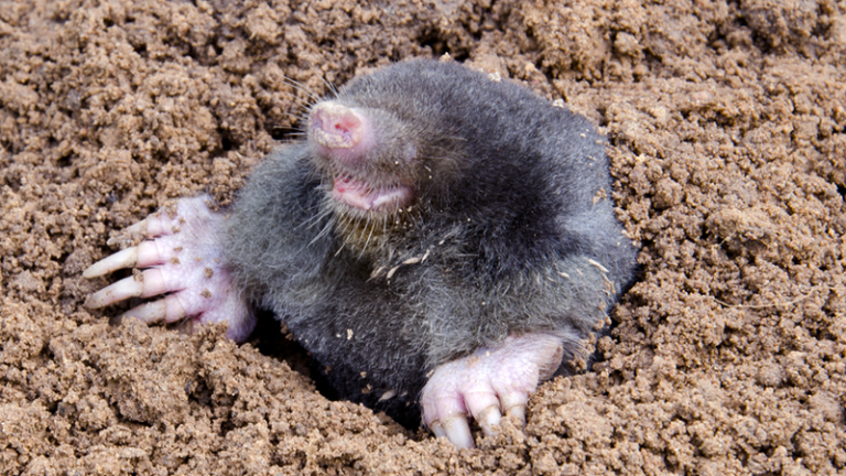 Biologists looking for sightings of Arkansas’s least ‘watchable’ wildlife species