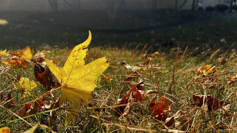 Fall foliage may fizzle
