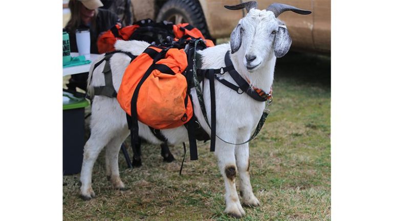 Quirky pack animals aid public land experiences