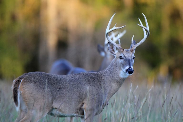 Check your deer online this deer hunting season