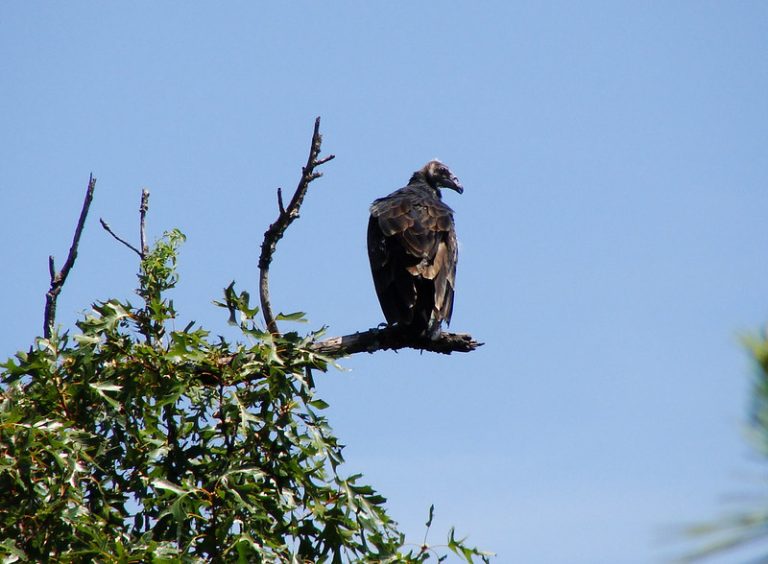 Congress mulls bills meant to help ranchers defend calves from vultures