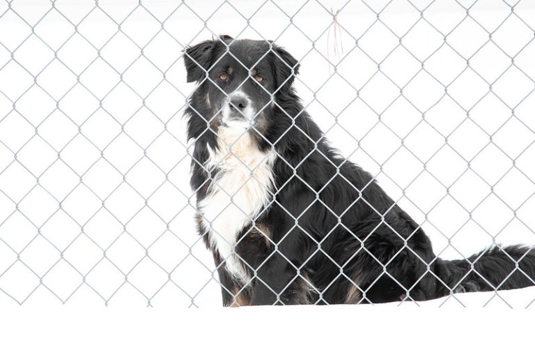 Arctic Air Means Extra Care for Pets