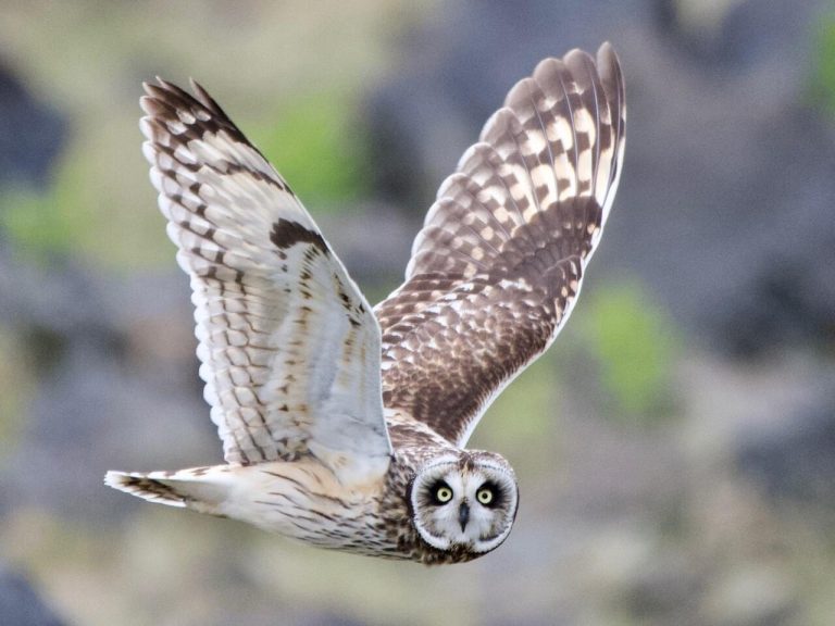 Raptors offer exciting winter wildlife-watching opportunities