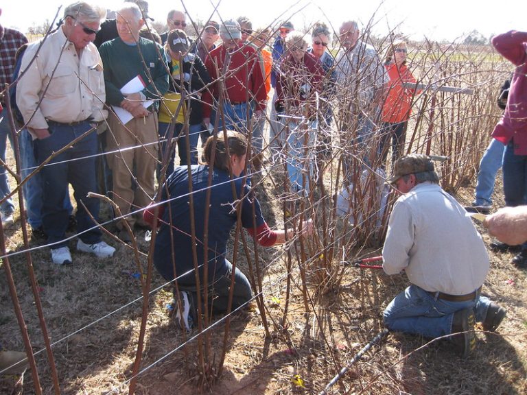 Clarksville fruit station to host March 6 pruning workshop for fruit, pecan growers