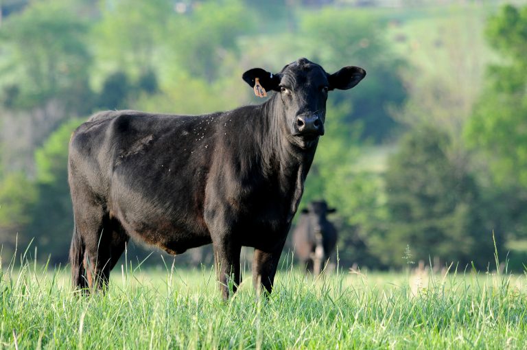 River Valley Beef Cattle Conference to explore state of hay availability, cattle genetics and more