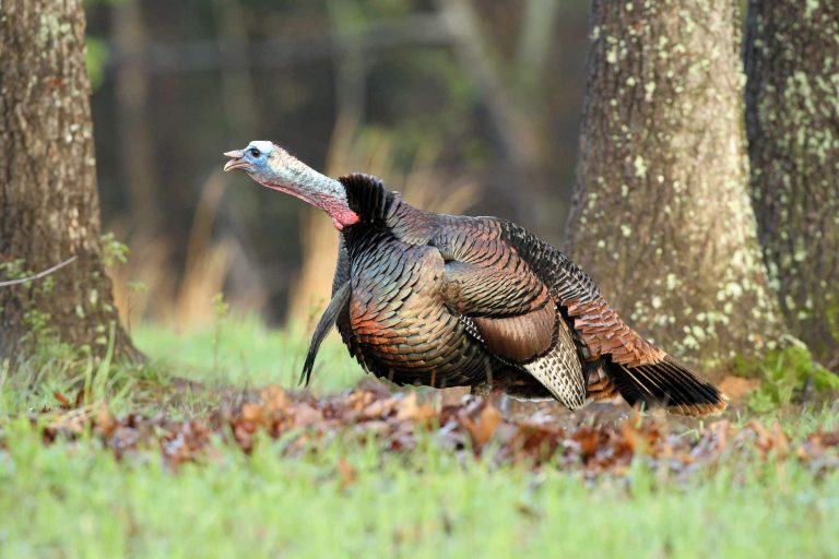 Remote sensors record spring ‘gobbler talk’