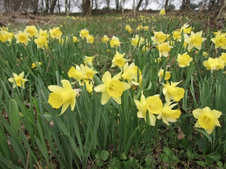 Timepiece: Signs of Spring