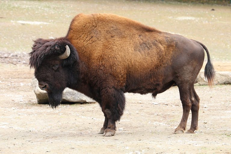 Timepiece: Where the Buffalo Roam