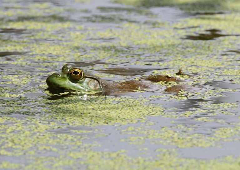 Arkansas bullfrog season underway