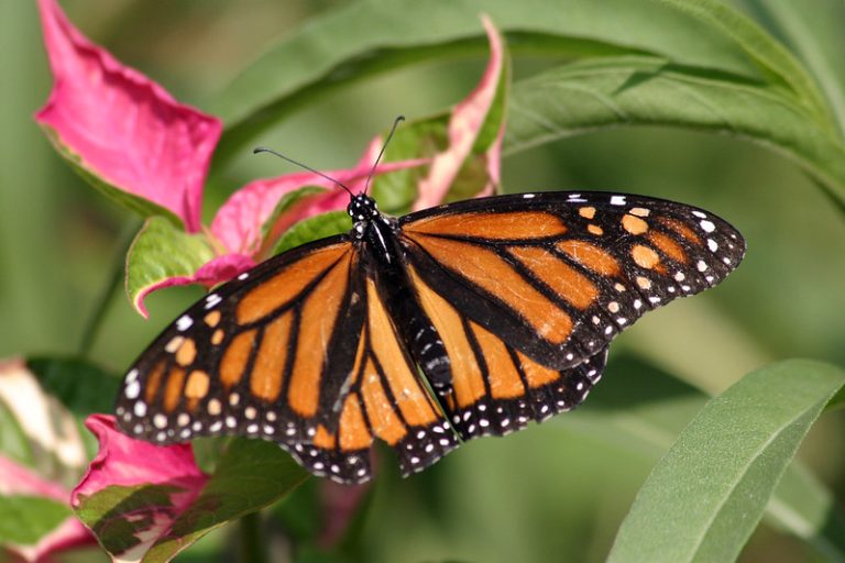The Monarchs are Here!