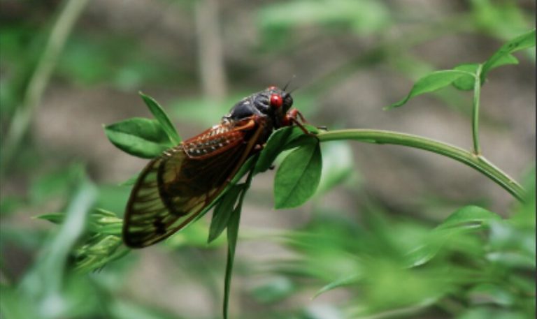 ‘Cicadapolcalypse Now’ as emergence begins in Arkansas