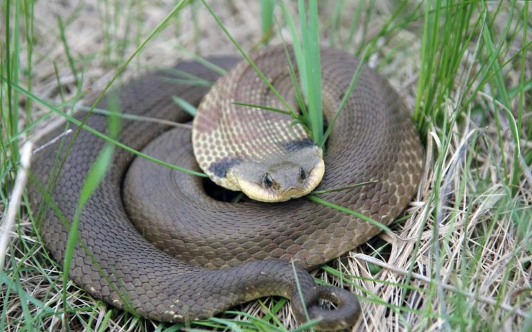 Big faker: Eastern hognose is Arkansas’s ‘counterfeit cobra’