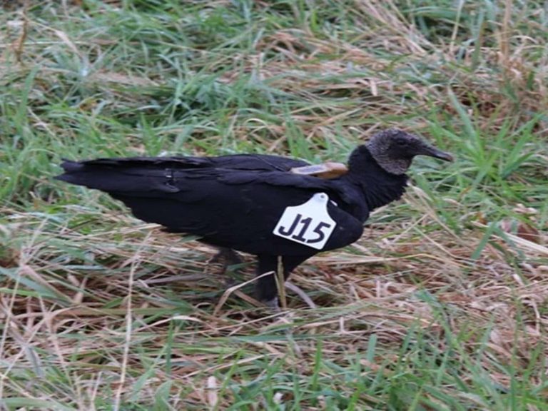 USDA black vulture study taking flight in Arkansas, Missouri 