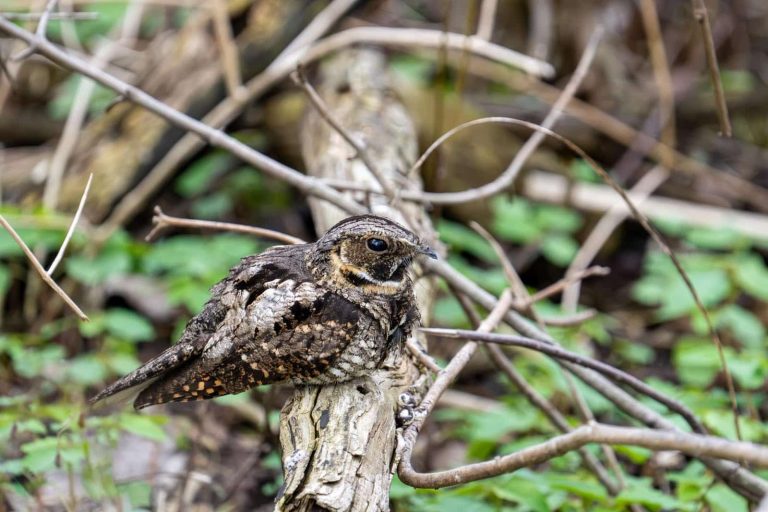 Summer serenade: Nightjars display evening calling