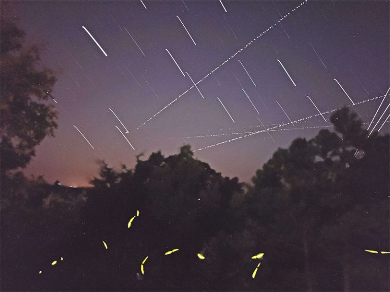 Lightning bugs: The story behind summer’s tiny fireworks show