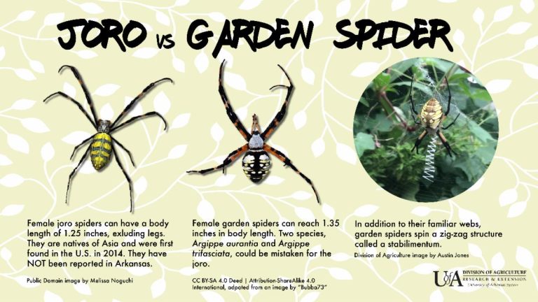When it comes to joro spiders, don’t believe everything you hear