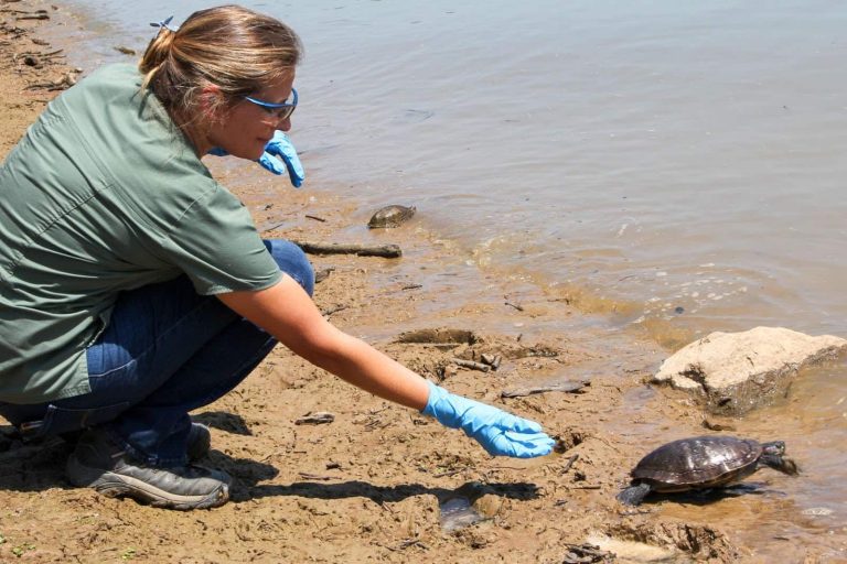 Rehabilitated wildlife released in Ouachita River for Independence Day 