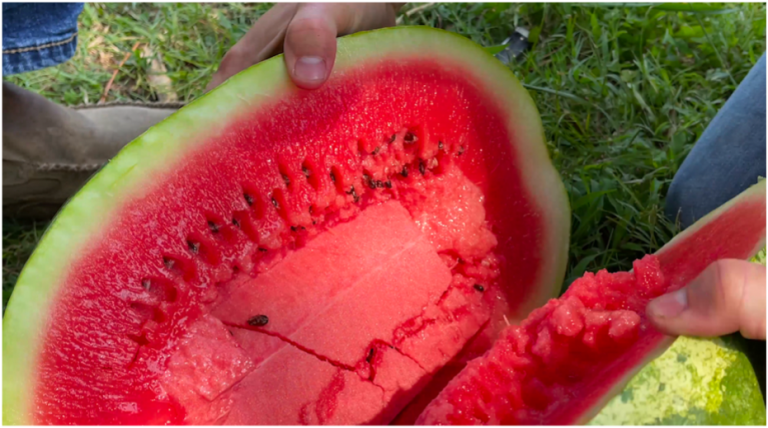 Timepiece: Arkansas Watermelons