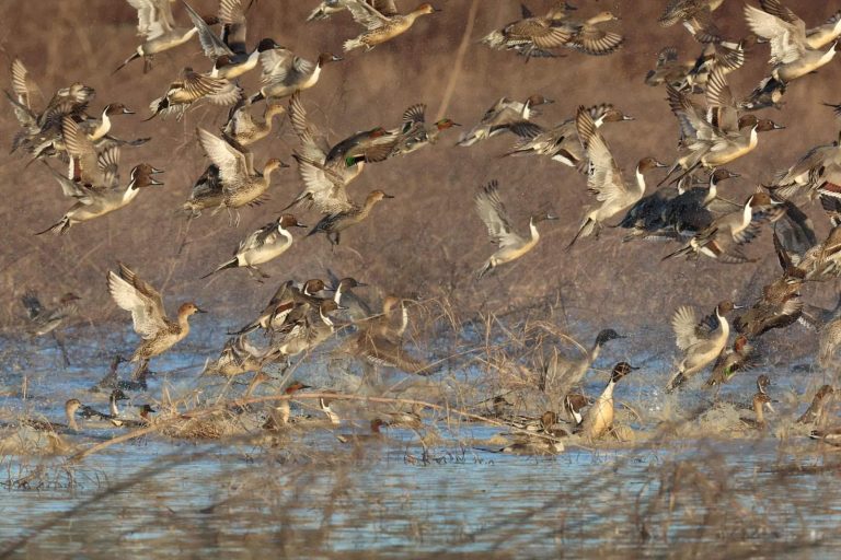 Coming or Going? Fall flights reach beyond waterfowl